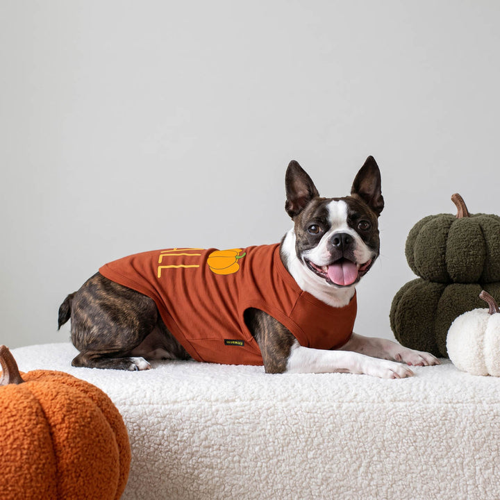 Boston Terrier dog wearing an orange-brown short-sleeve dog tank to[p with a pumpkin graphic, lying on a white textured blanket with decorative pumpkins around it