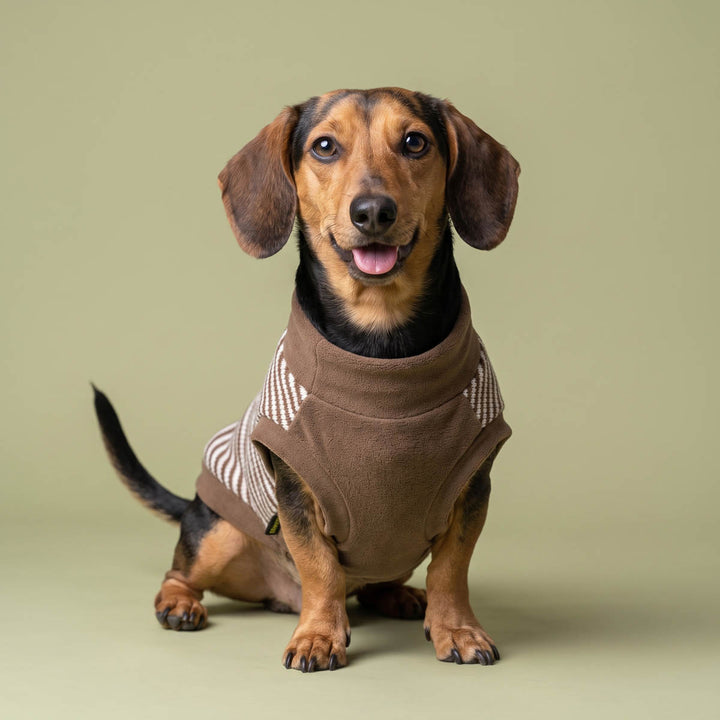 Brown dog knit sweater with cream stripes worn by a dachshund, which sitting against a solid sage green studio background