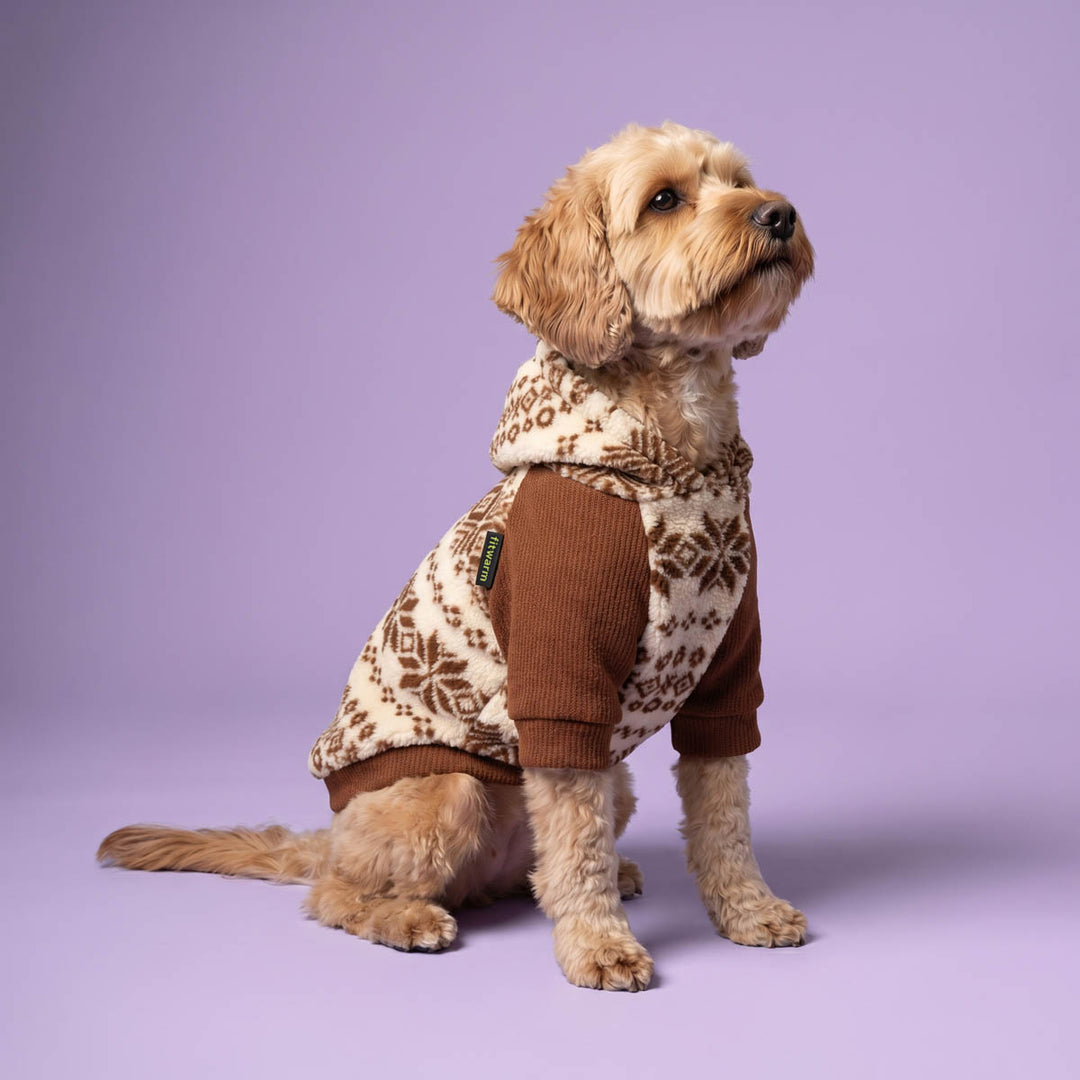 Small dog sitting in a purple background with a cozy hoodie for dogs