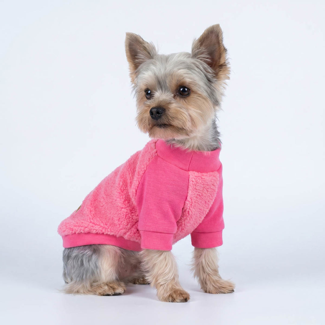 Yorkie sitting on a white background with a pink fuzzy sweater for dogs