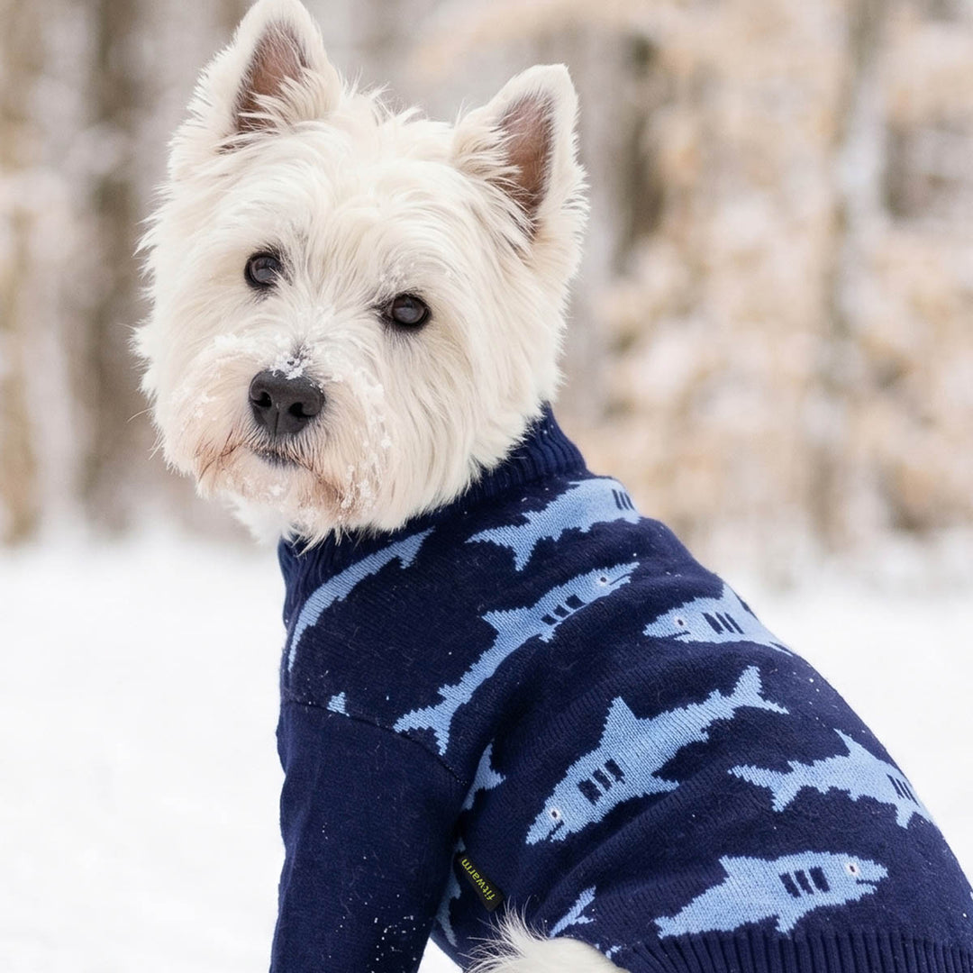 Westie wearing a cozy dog knitted sweater with shark prints
