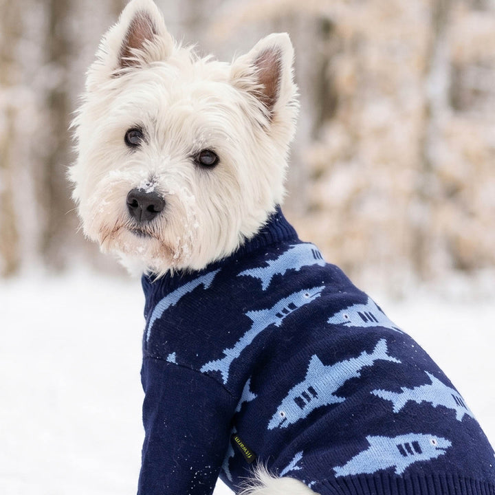 Westie wearing a cozy dog knitted sweater with shark prints