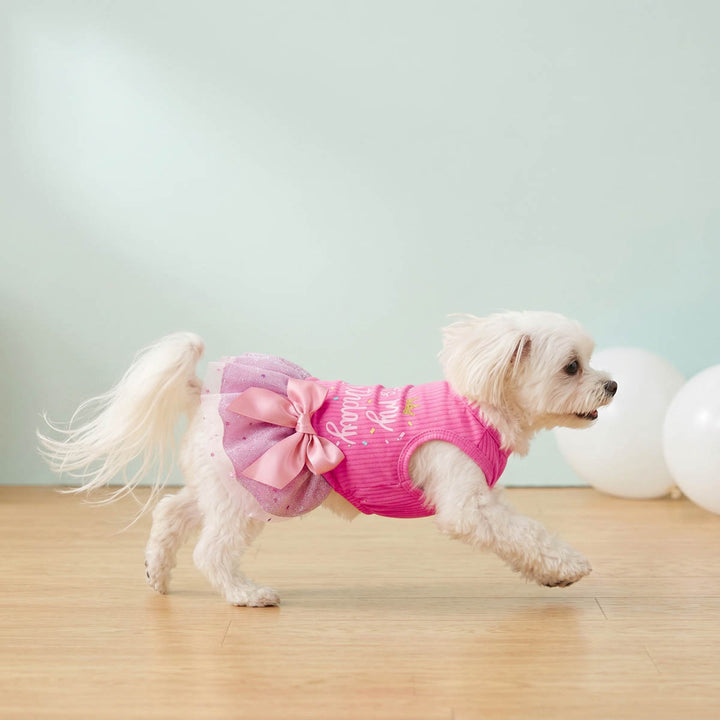 Small white dog running with a pink birthday dress for dogs with a bow on a light wooden floor