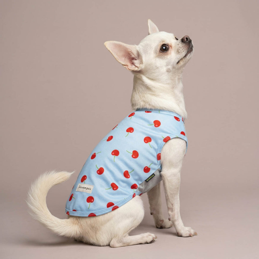 Chihuahua sitting in a studio background with a cherry print dog uv shirt
