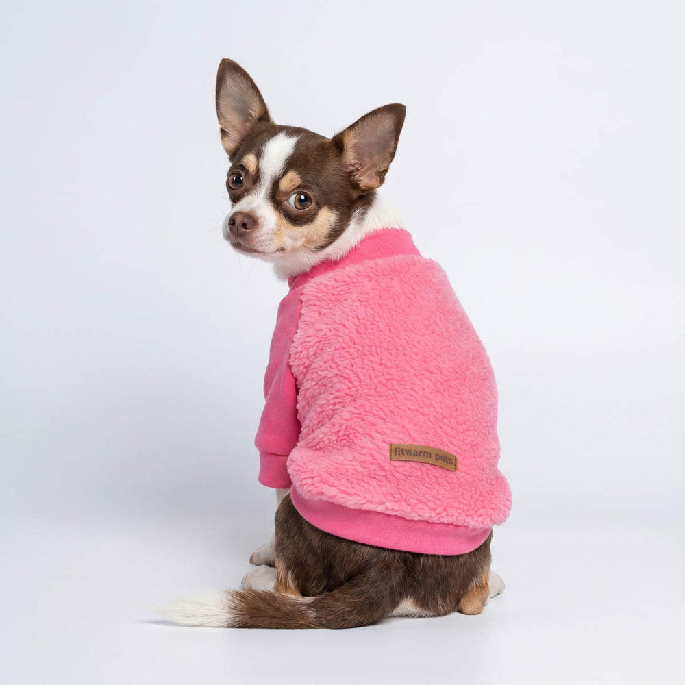 Chihuahua wearing a pink fuzzy dog sweater
