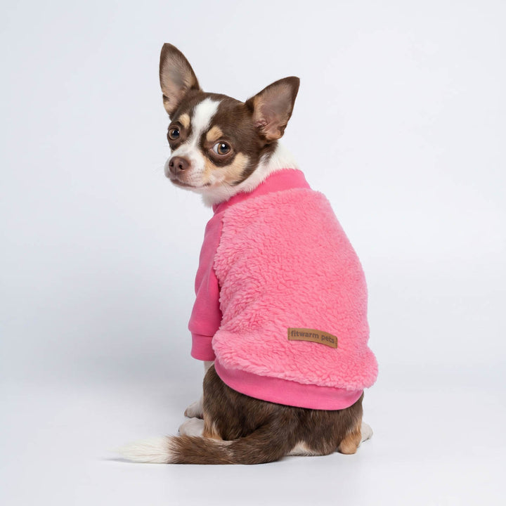 Chihuahua wearing a pink fuzzy dog sweater