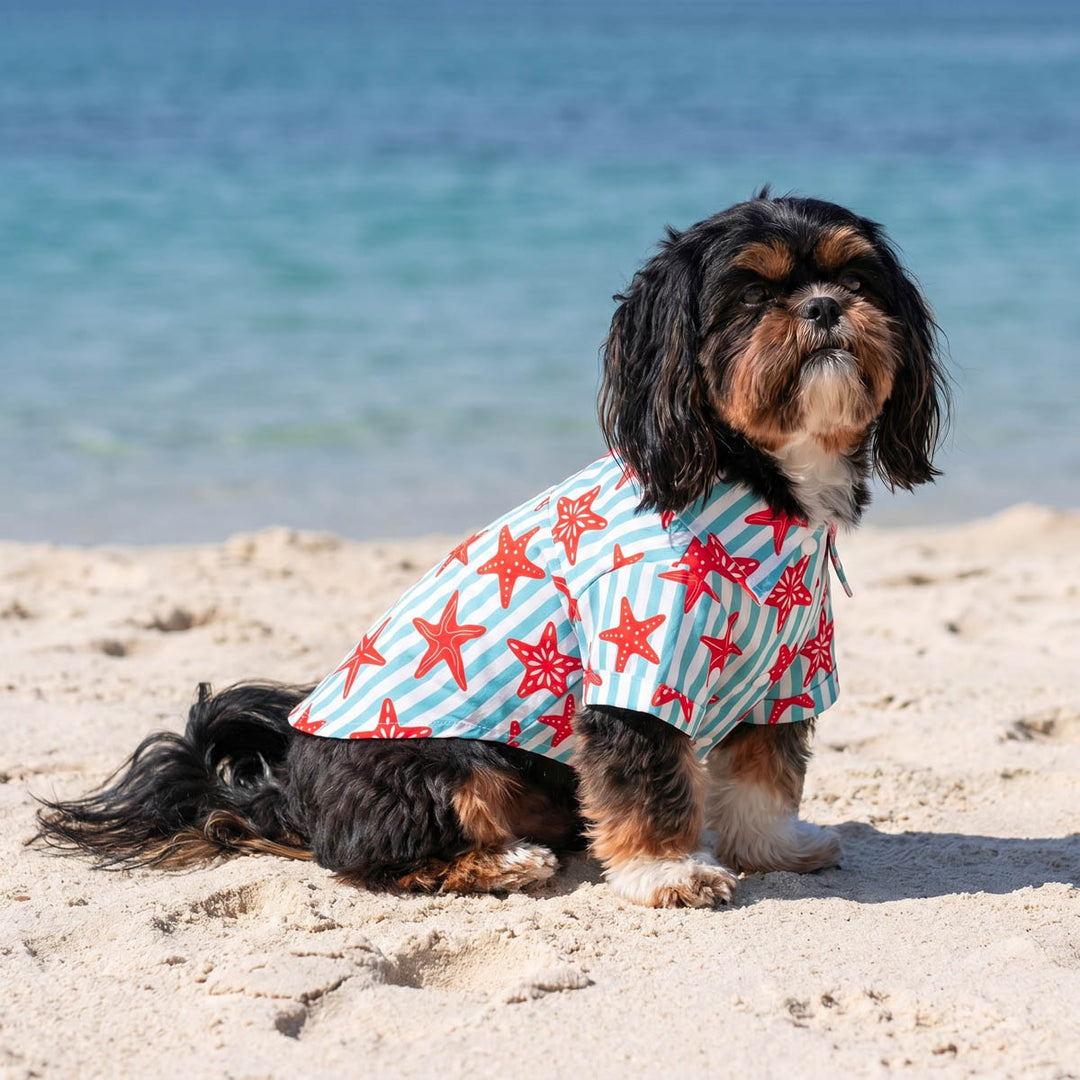 Small dog wearing a striped dog Hawaiian shirt and sitting on the beach