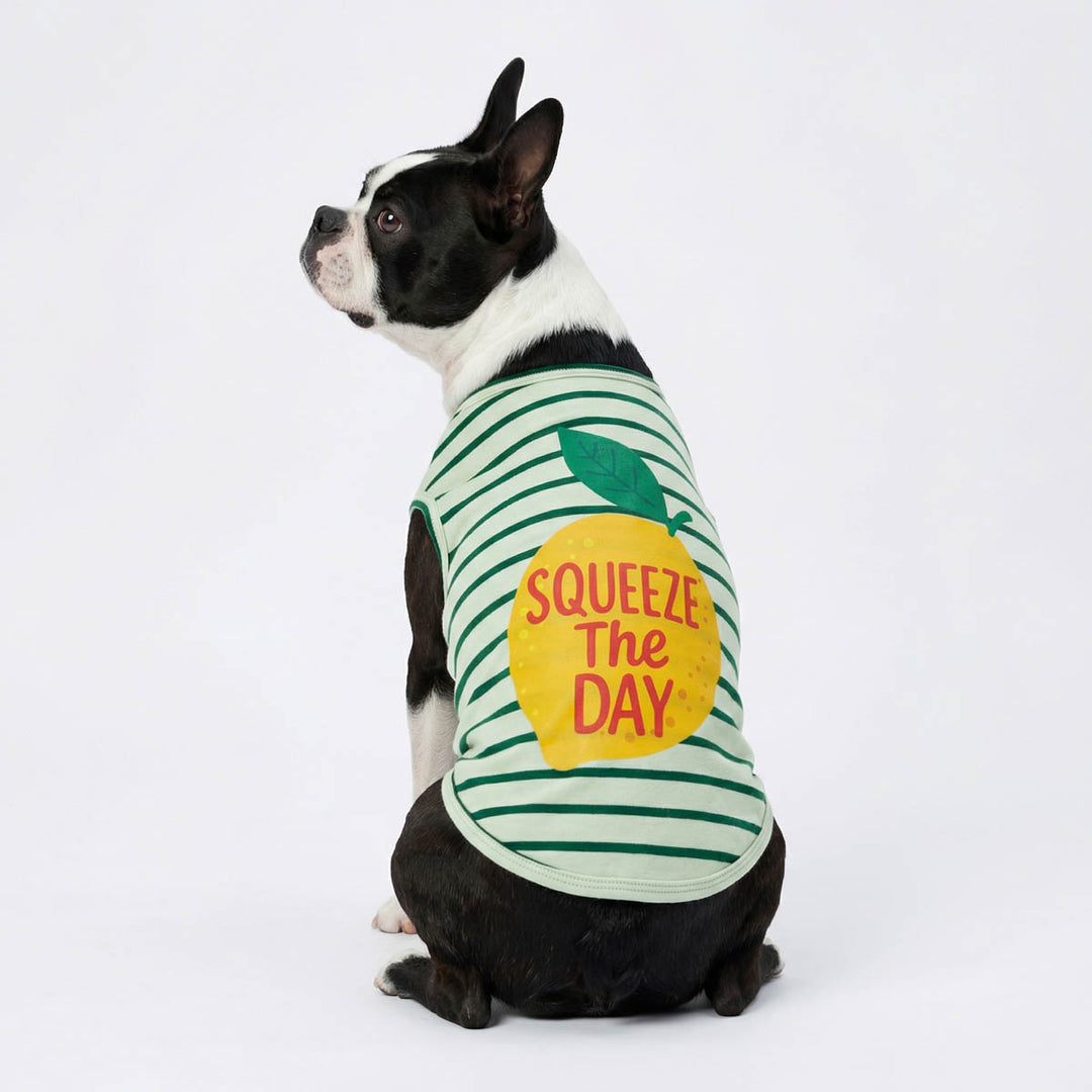 Back view of a Boston Terrier with a striped dog tshirt with lemon and 'squeeze the day' lettering