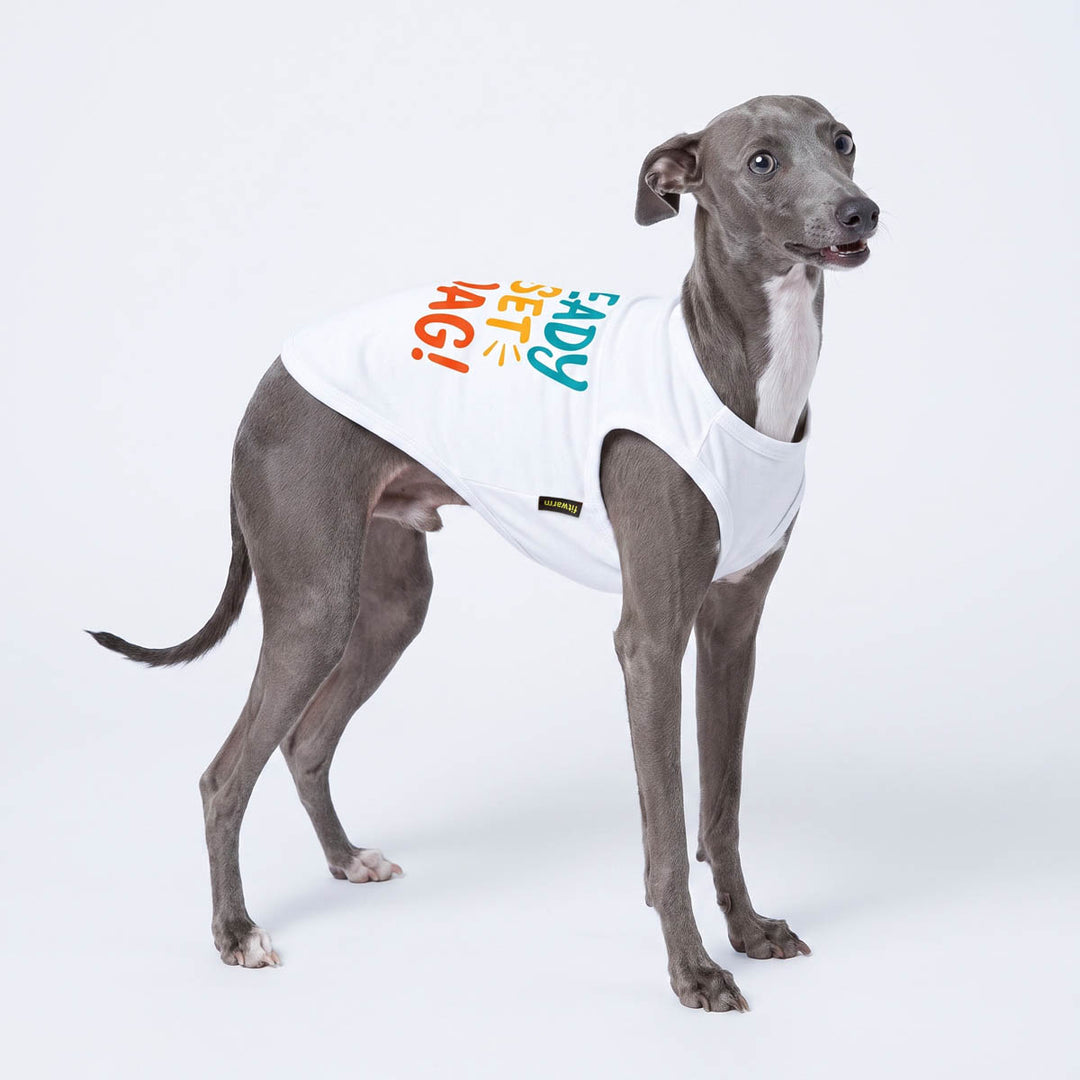 Italian Greyhound wearing a breathable dog tank top on a white background