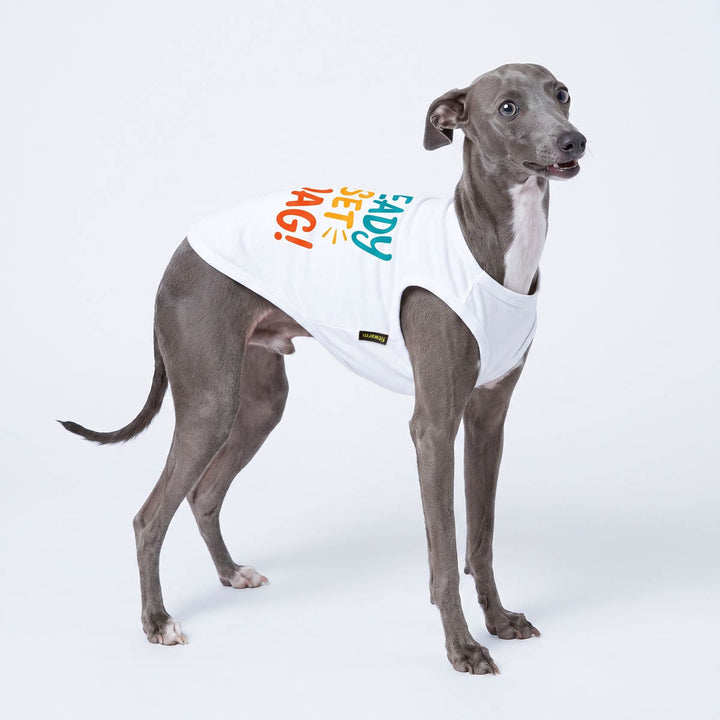 Italian Greyhound wearing a breathable dog tank top on a white background