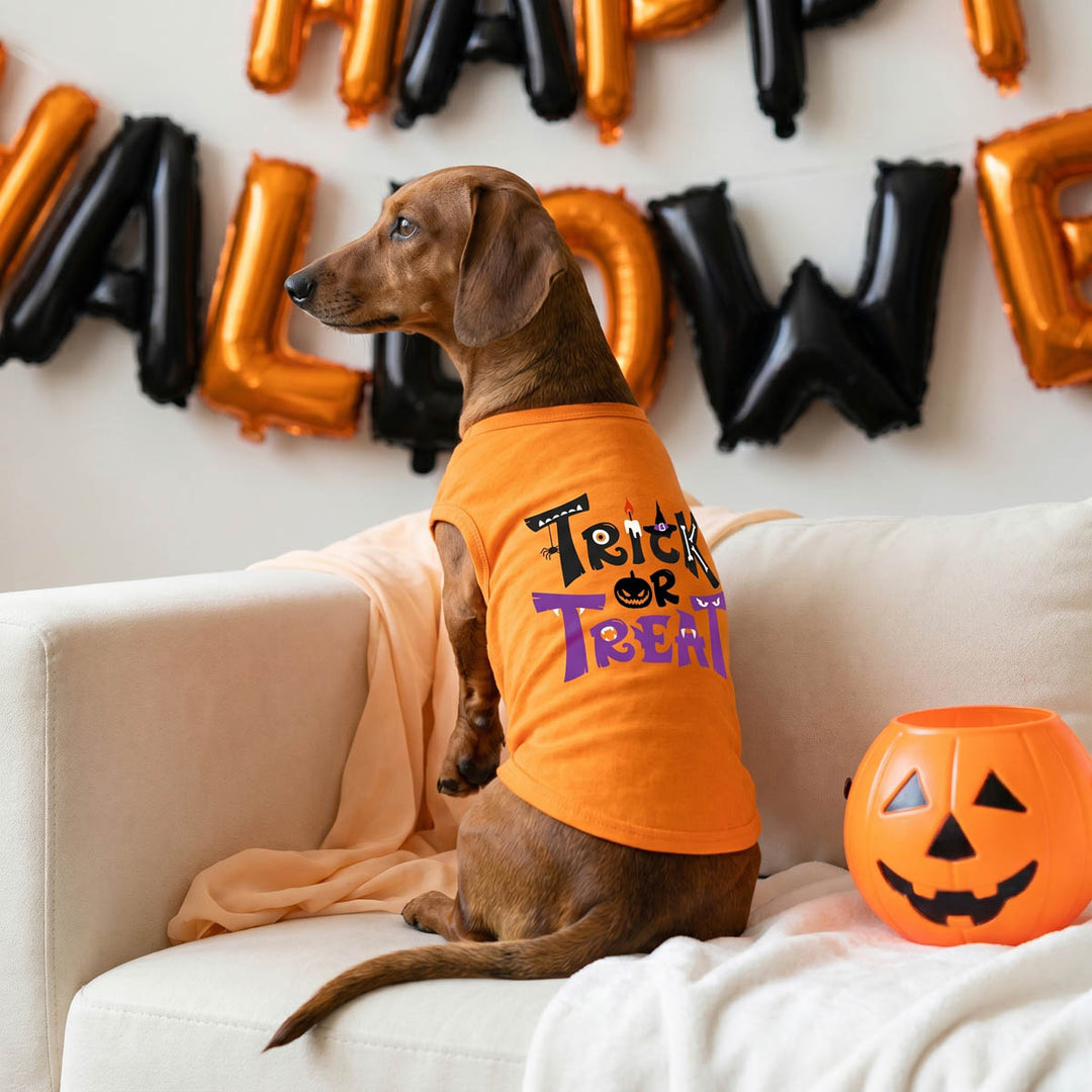 Dachshund sits on a white couch wearing an orange dog tank top with 'Trick or Treat' printed in black and purple