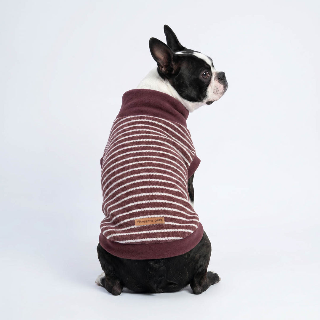 Black and white Boston Terrier dog wearing a burgundy and cream striped knit sweater for dogs, photographed from the back against a clean white studio background
