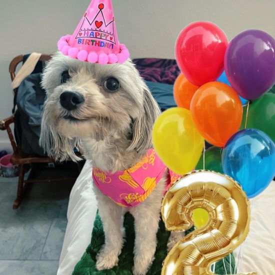 Dog Birthday Clothes - Dog Birthday Dress - Fitwarm