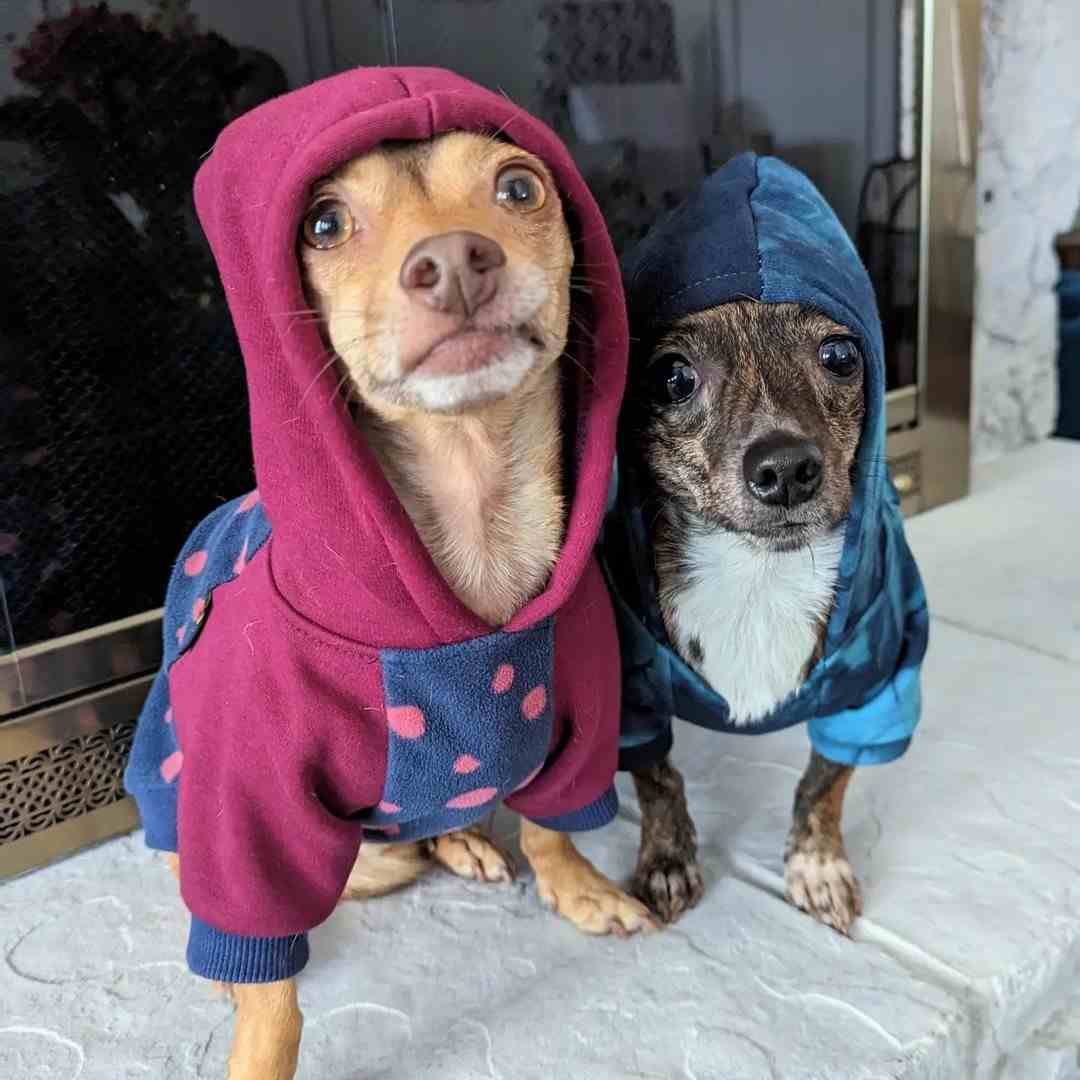 Dog Hoodie - Chihuahua Clothes - Fitwarm