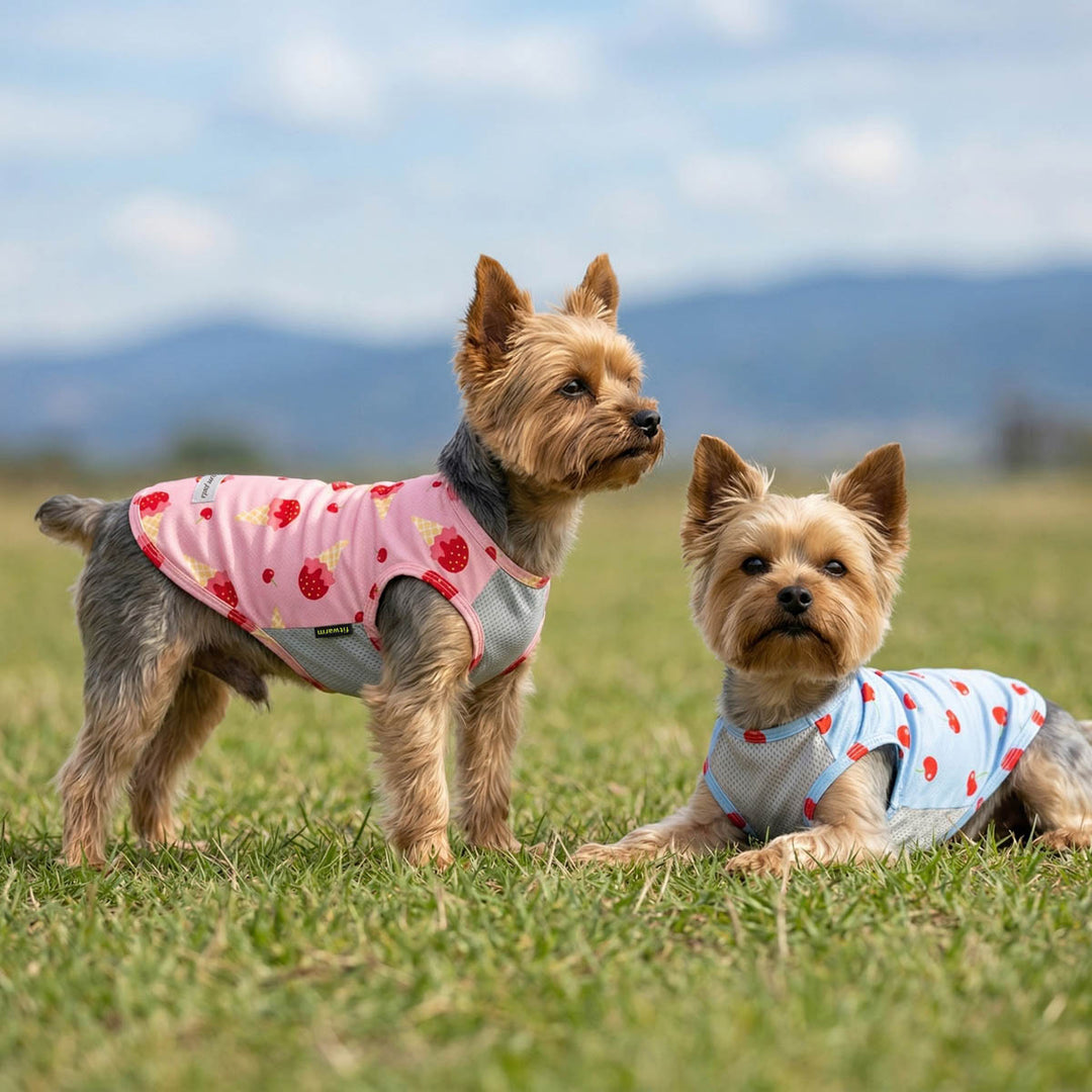 Two dress in a 2 pack cherry and ice cream print dog uv shirt on the grass