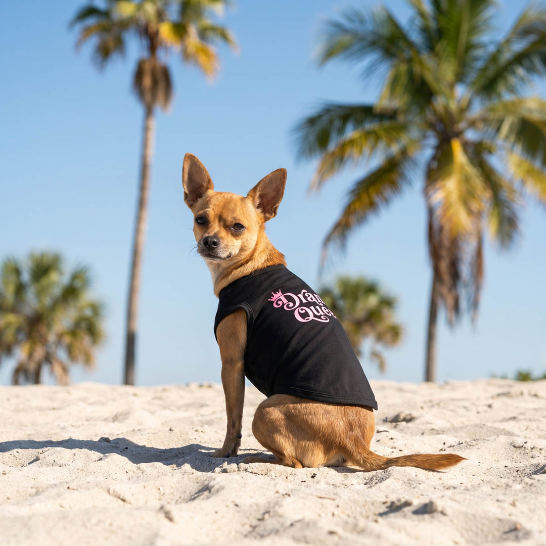 Chihuahua wearing a dog summer shirt in a beach background