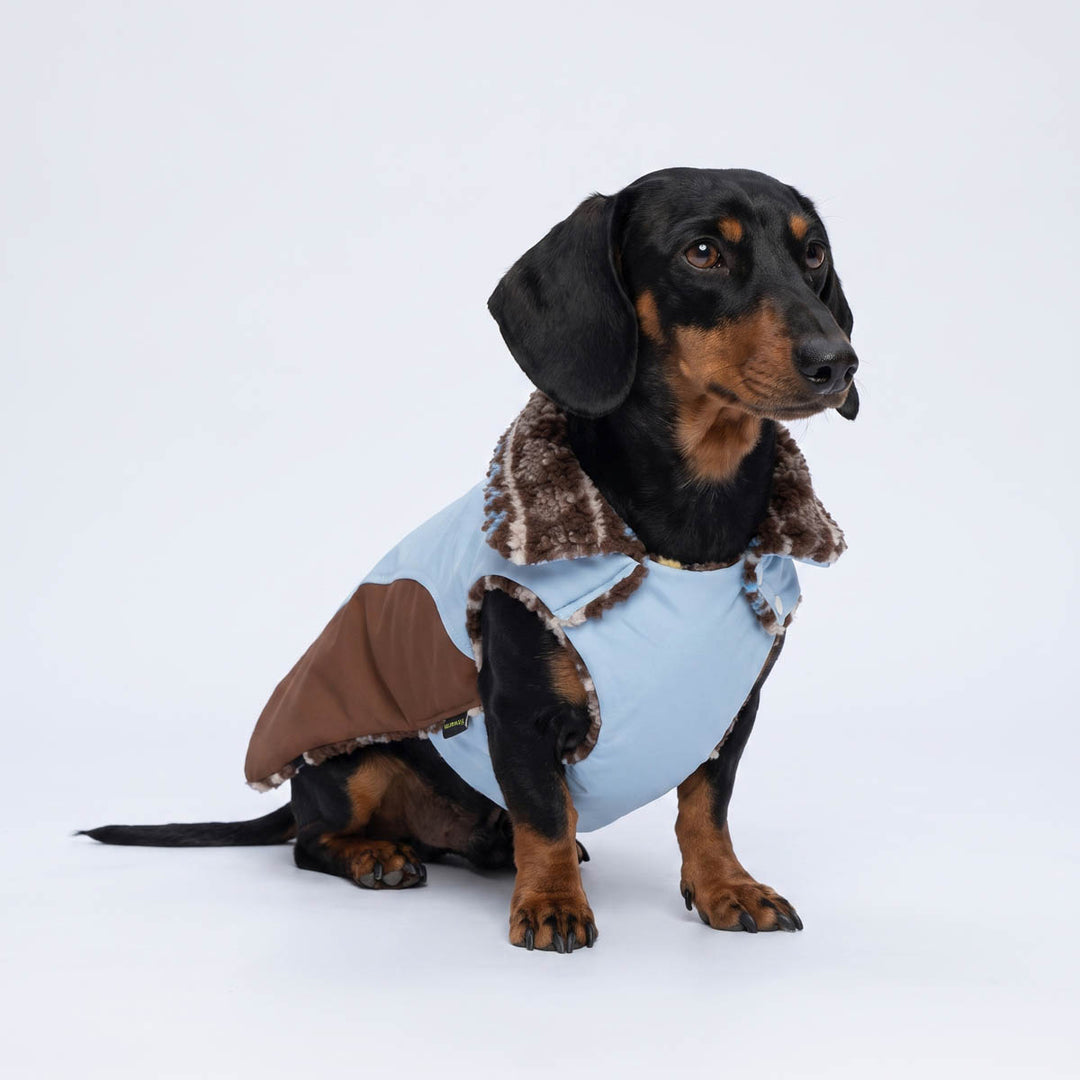 Dachshund wearing a light blue dog coat with brown patches and a brown faux-fur collar, photographed against a seamless white studio background