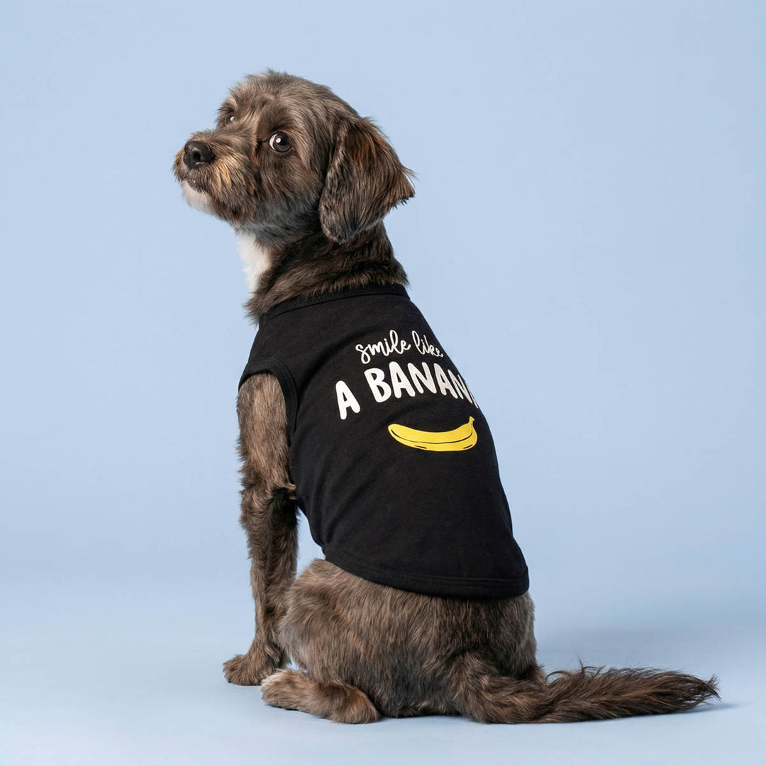 Dog sitting in a blue background with a black shirt for dogs