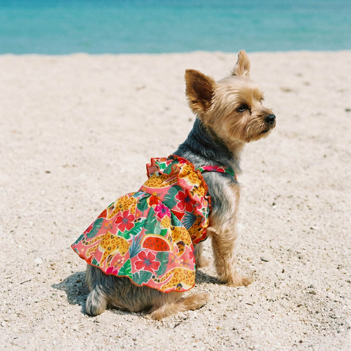 Yorkie sitting on the beach with a summer dog ruffled dress
