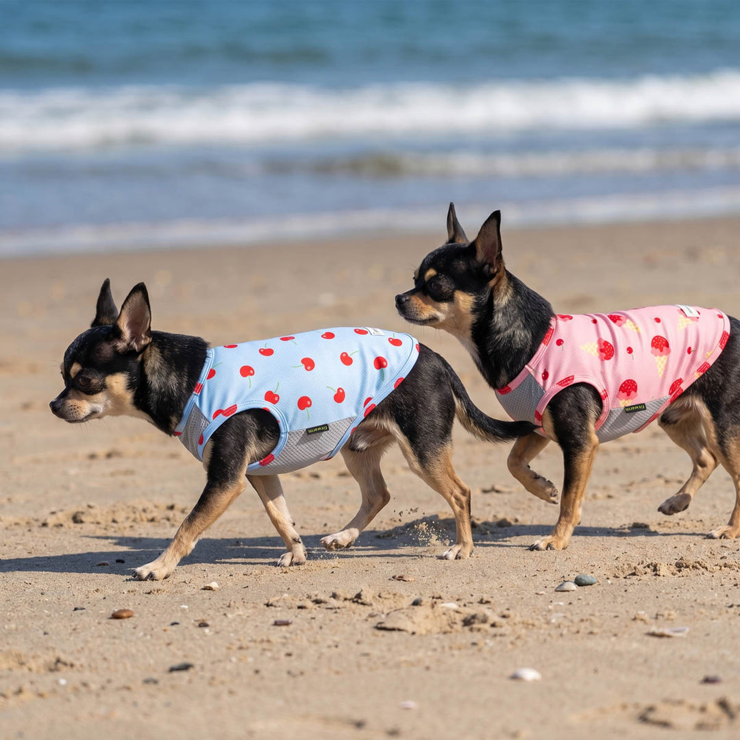 Two Chihuahua walking on the beach in  UPF 50+ dog UV shirts