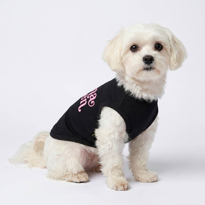 Small dog sitting in a white background with a sleeveless shirt for dogs