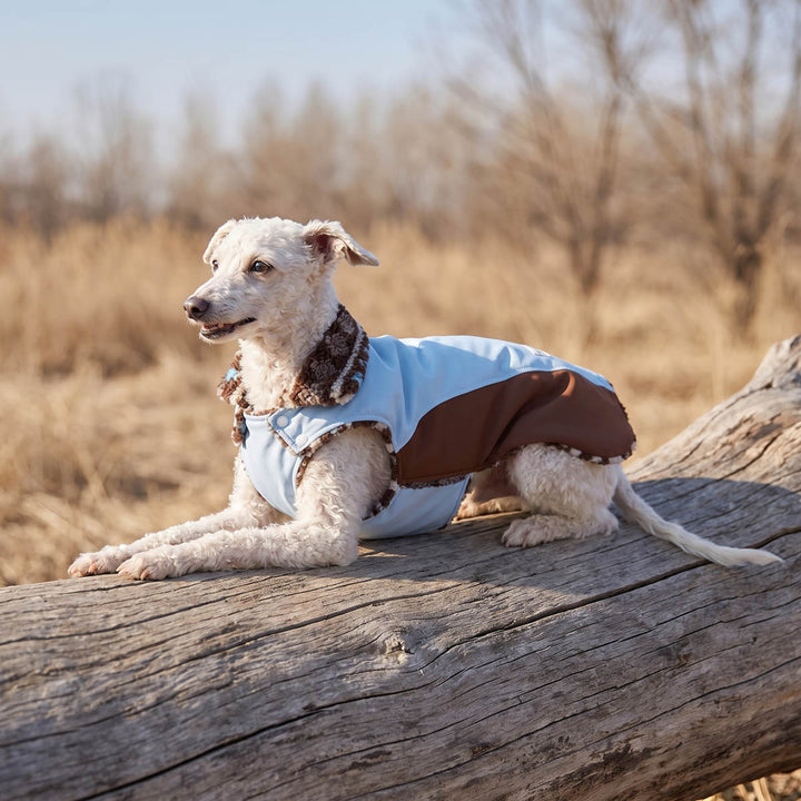  Cozy color block dog coat with fuzzy lining worn by a small dog lying on a wood