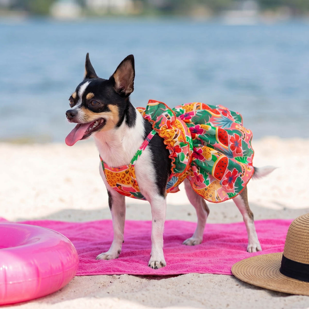 Chihuahua wearing a ruffled dog summer dress in a seaside background