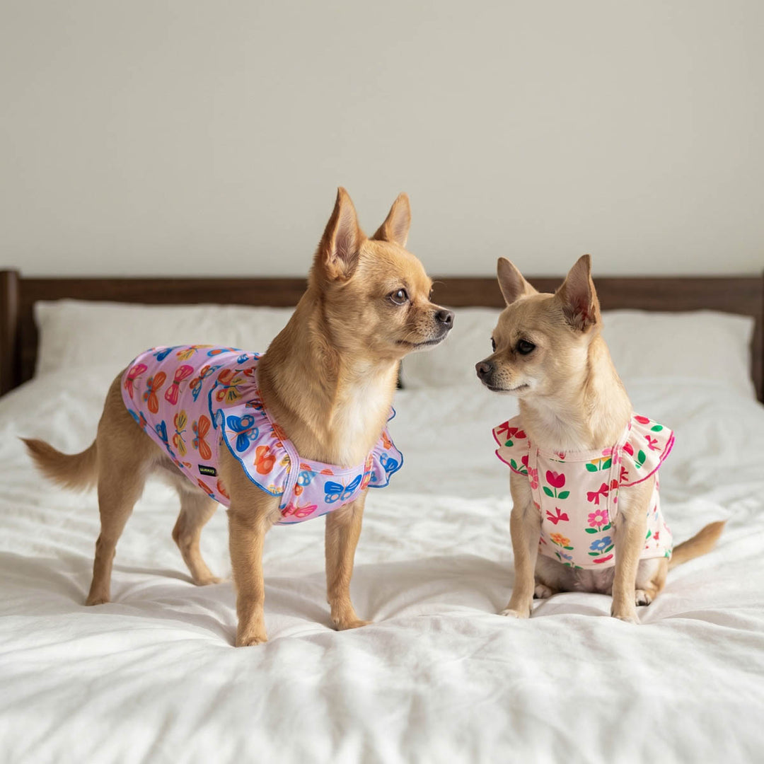 Two small dogs standing on a bed with 2 pack dog t-shirt