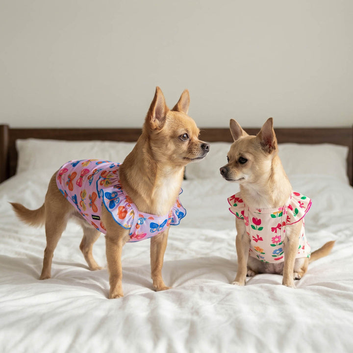 Two small dogs standing on a bed with 2 pack dog t-shirt