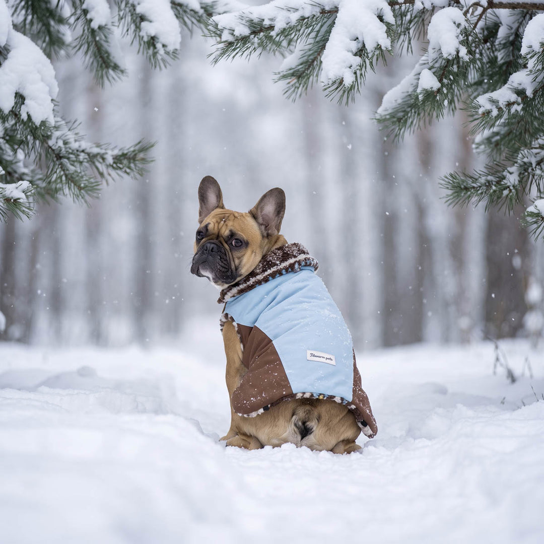 French Bulldog sitting in deep snow, wearing a light blue and brown hooded dog coat