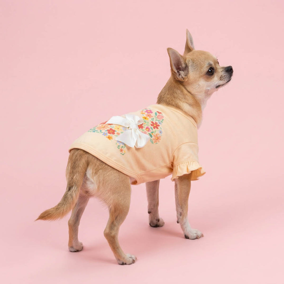 Chihuahua wearing a ruffle dog tshirt with bow design and standing in a pink background