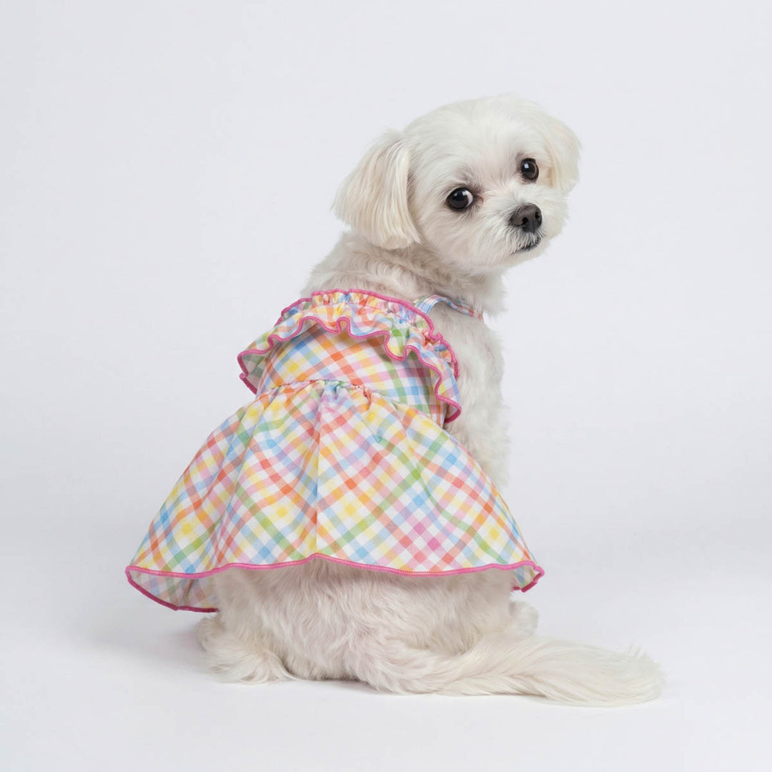 Small white dog wearing a colorful plaid dog dress