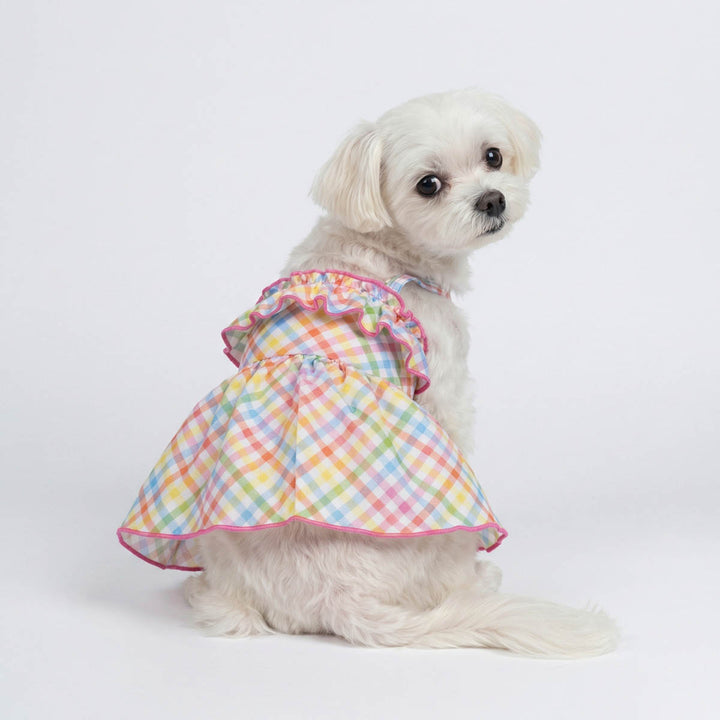 Small white dog wearing a colorful plaid dog dress