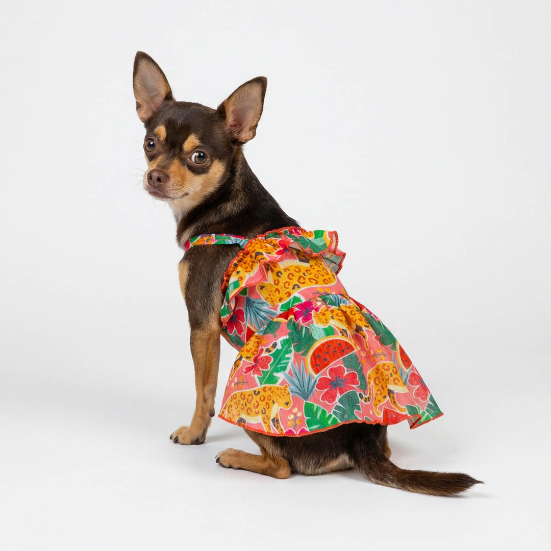 Chihuahua looks back in a ruffle dress for dogs with tropical prints
