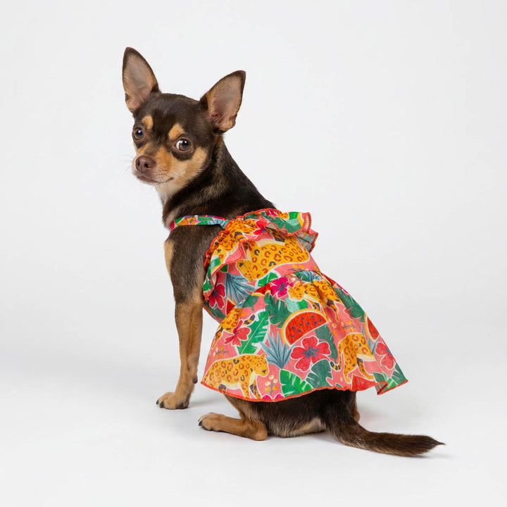 Chihuahua looks back in a ruffle dress for dogs with tropical prints