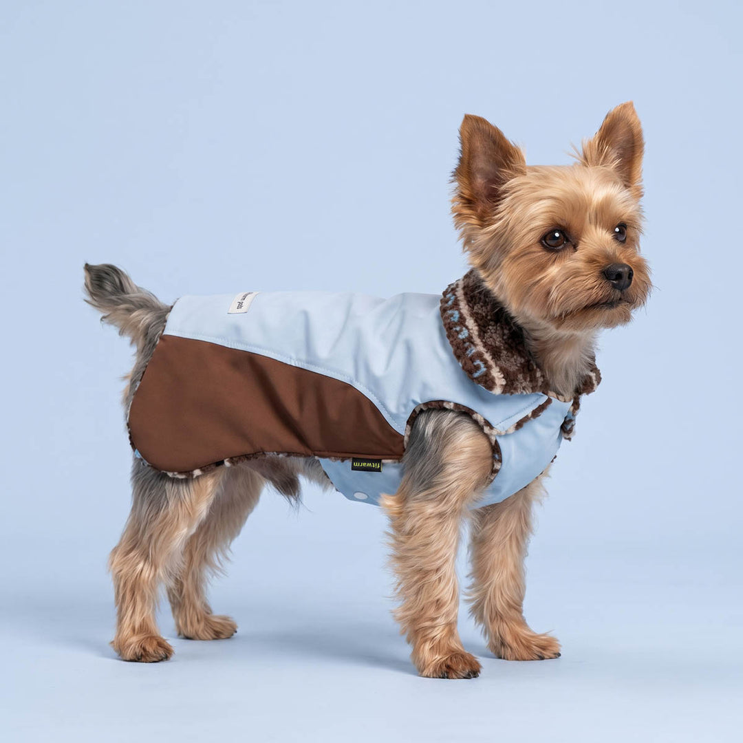 Yorkie standing on a blue background with a light blue and brown dog coat with a brown faux-fur collar