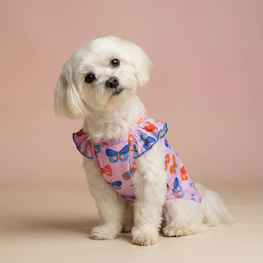 Small dog titlting its head and wearing a purple shirt for dogs with butterfly prints