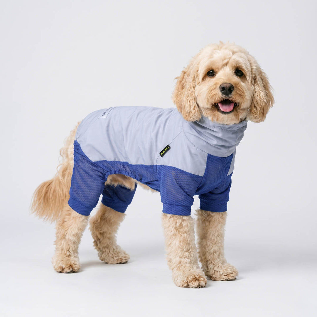 Dog wearing a lightweight sun protection dog jumpsuit