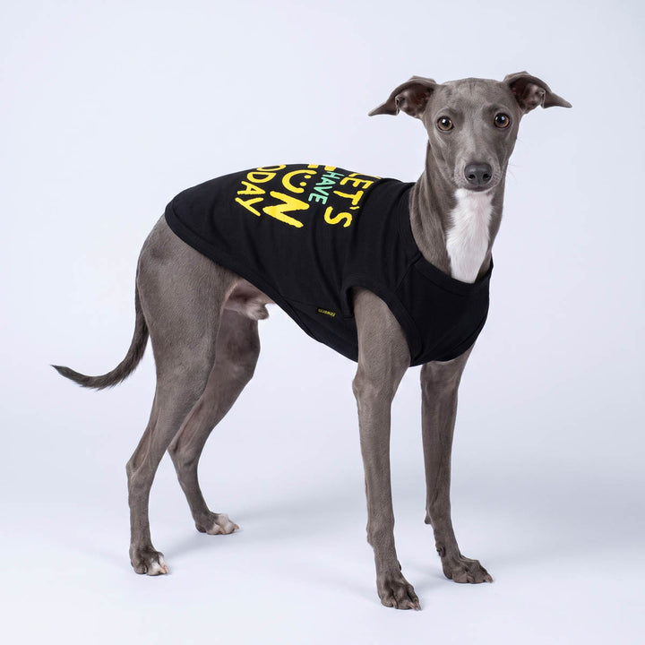 Italian Greyhound standing on a white background and wearing a black dog t-shirt with 'Let's have fun today' lettering