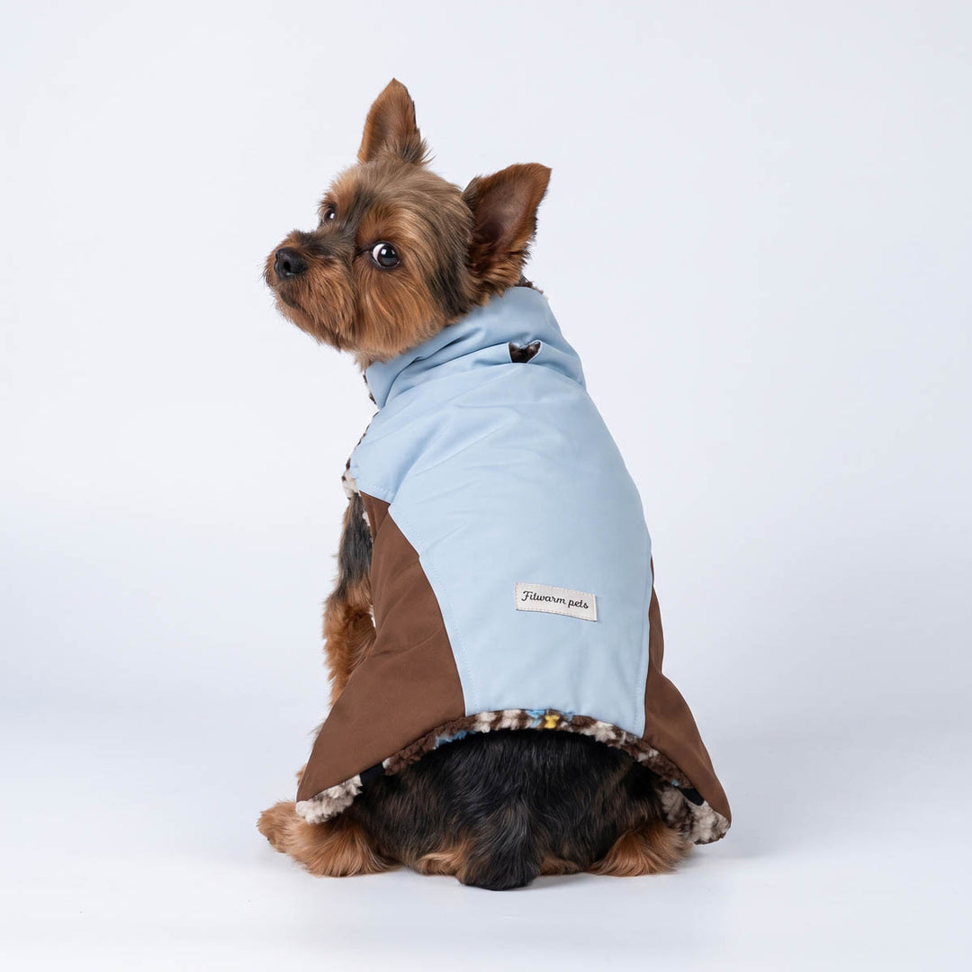 Yorkshire Terrier dog wearing a light blue and brown color block dog coat, photographed from the back against a clean white studio background