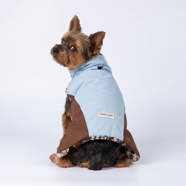 Yorkshire Terrier dog wearing a light blue and brown color block dog coat, photographed from the back against a clean white studio background