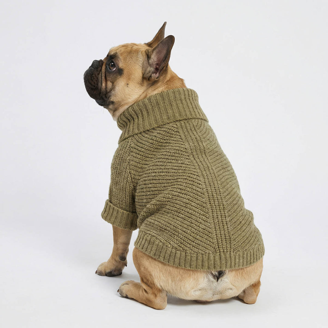 Back view of a French Bulldog in a cozy dog knitted sweater