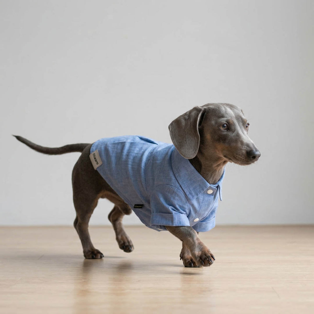 Dachshund wearing a blue dog t shirt on a wooden floor with a white wall background