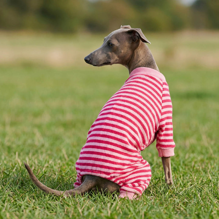 Greyhound dog sitting on a green grassy field, wearing a pink and red striped dog pjs