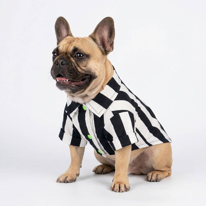 French Bulldog sits with a spooky striped shrit for dogs and smiles