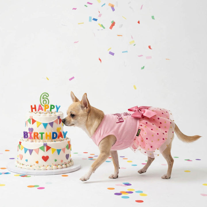 Chihuahua walking by a small birthday cake with colorful confetti with a dog birthday dress on a white background