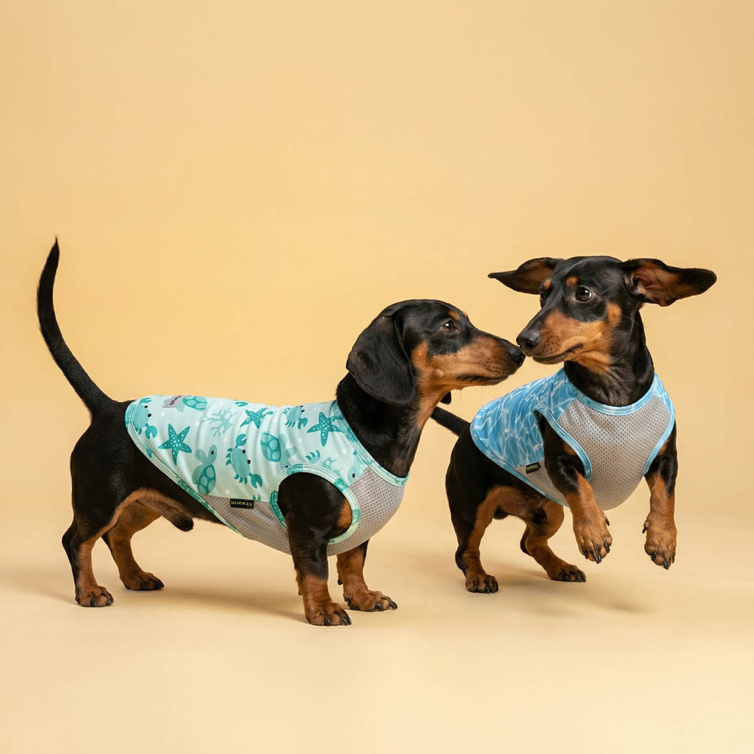Two dachshunds wearing light blue dog summer tshirt on a beige background