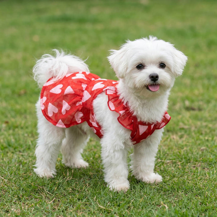 Small white dog wearing a red ruffle dress for dogs with heart patterns on a grassy background