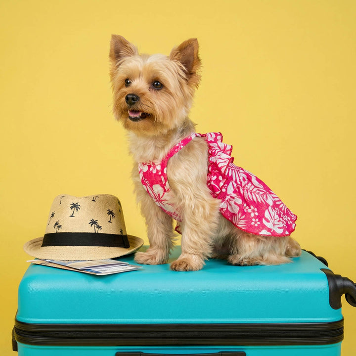 Yorkie sitting on a suitcase with a red dress for dogs with a tropical flower prints, specially design for summer vacation