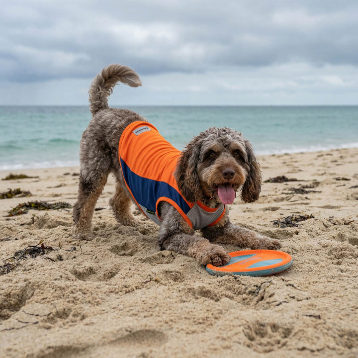 Dog on a beach wearing an orange and blue sun protection shrit for dogs with a frisbee nearby
